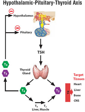 Testosterone structure