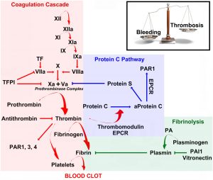 a series of coagulation factors with balancing fibronolysis factors