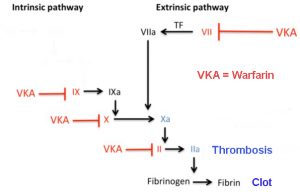 coagulation pathways blocked by Warfarin VKA