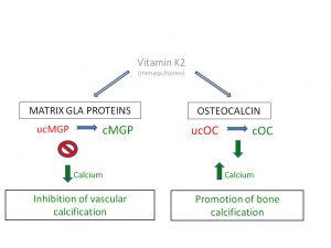 Carboxylation of GLA proteins is essential for arterial health and bone density 