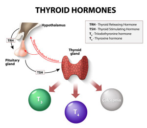 Thyroid-pituitary-chart