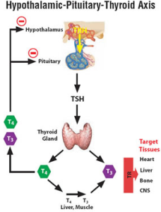 Hashimoto's can affect normal T3 and T4 physiology
