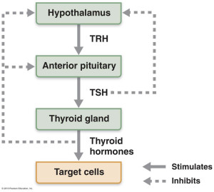 thyroid schema