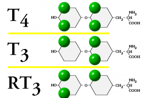 Reverse T3 is a mirror image of T3