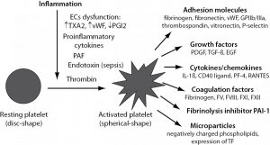 platelet activating factor PAF