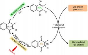 Vitamin K, Calcification and GLA Proteins - Dr. Philip Lee Miller