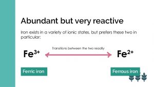 transport and reversible conversions of ferrous and ferric iron