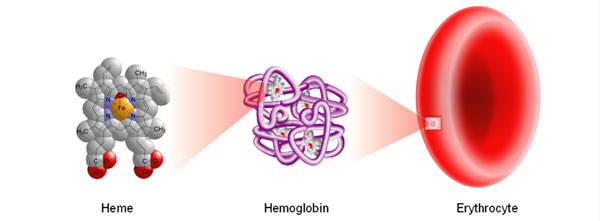Hemoglobin is essential for healthy red blood cells (erythrocytes)