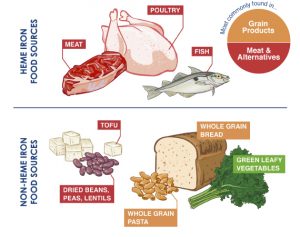 heme-iron and non-heme-iron sources 