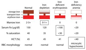 continuum from iron deficiency to iron deficiency anemia 