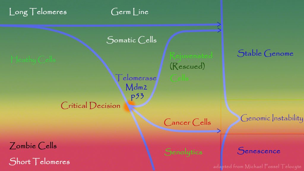 Telomere shortening and effects with age